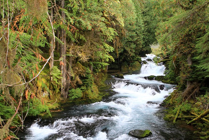 12 destinos de pesca con mosca mejor calificados en Tennessee 12 destinos de pesca con mosca mejor calificados en Tennessee