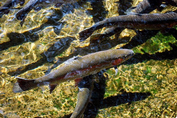 Rainbow trout