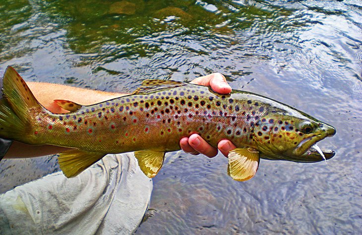 Brown trout