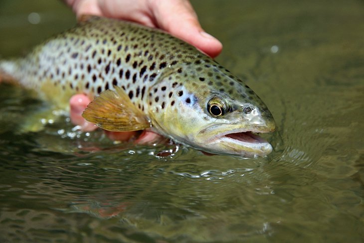 Brown trout