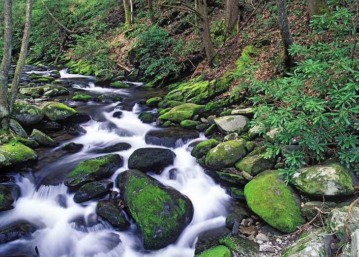 West Prong Stream