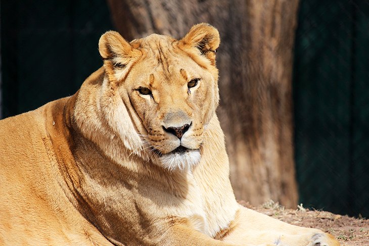 Amarillo Zoo