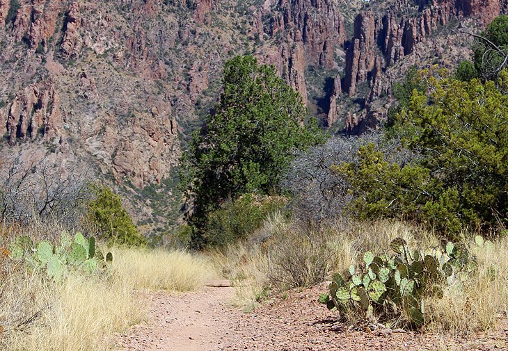 Chisos Basin Loop Trail