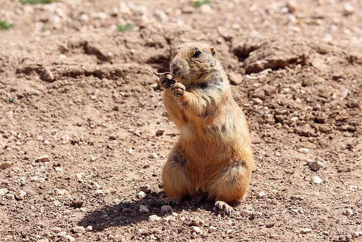 Prairie Dog Town