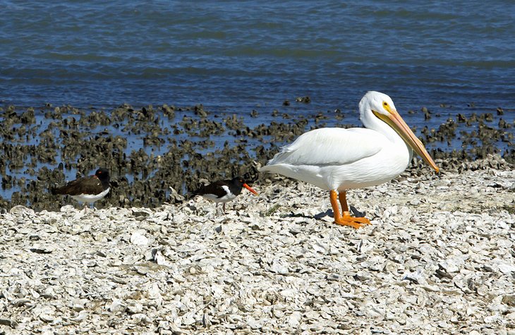 Aransas National Wildlife Refuge