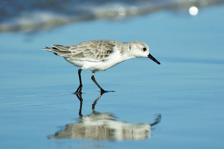 Padre Island National Seashore