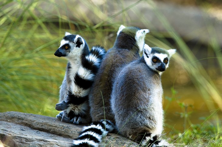 Lemurs at the Fort Worth Zoo