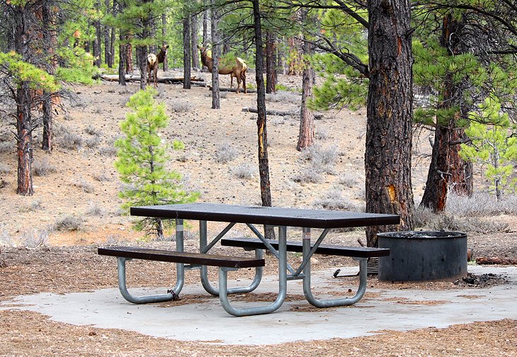 King Creek Campground in Dixie National Forest