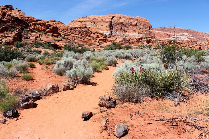 Hidden Pinyon, Snow Canyon