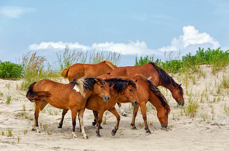 Chincoteague and Assateague Islands