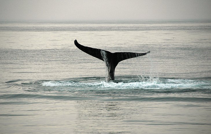 Whale Watching