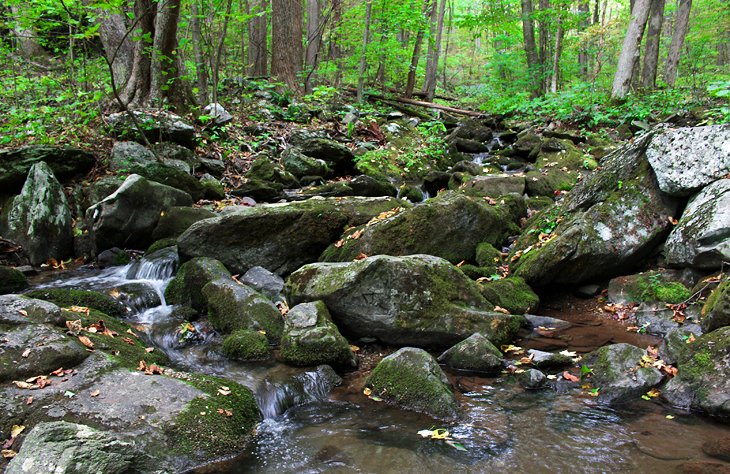 9 mejores rutas de senderismo en el Parque Nacional Shenandoah