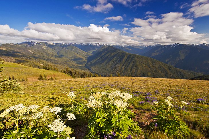 Hurricane Ridge