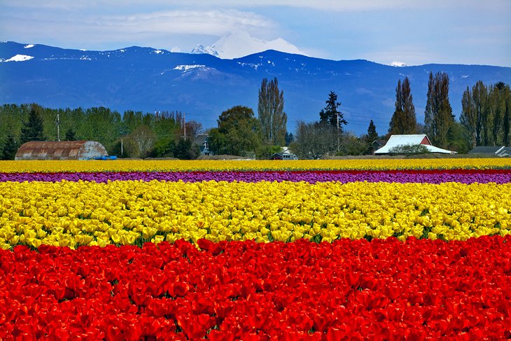 Image result for Spring in Washington State