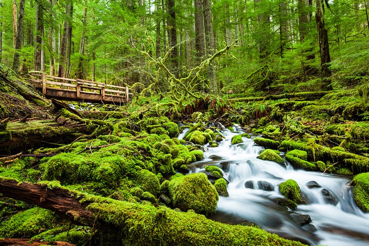 Sol Duc Falls Trail