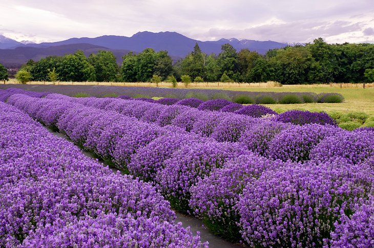 Lavender farm in Sequim
