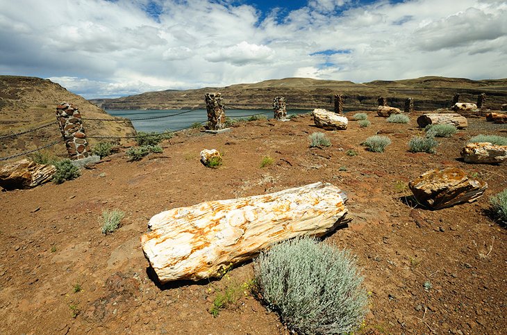 Gingko Petrified Forest State Park