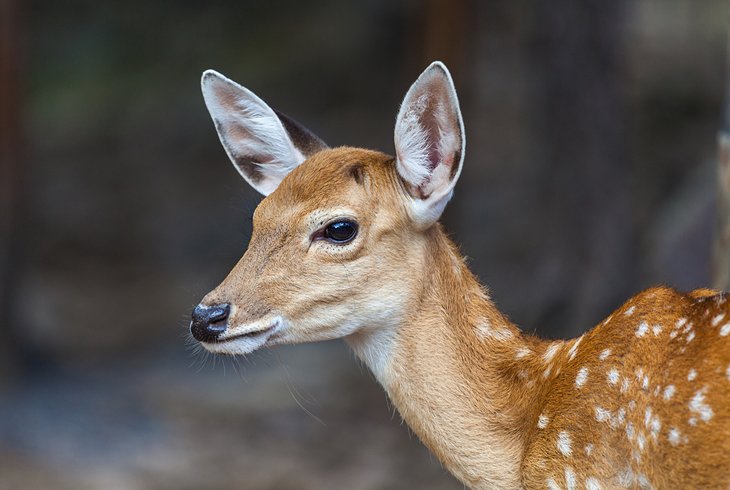 Wisconsin Deer Park