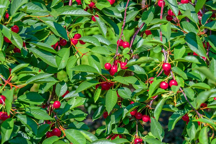 Door County cherries