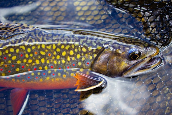 13 lagos de pesca mejor valorados en Wisconsin 13 lagos de pesca mejor valorados en Wisconsin