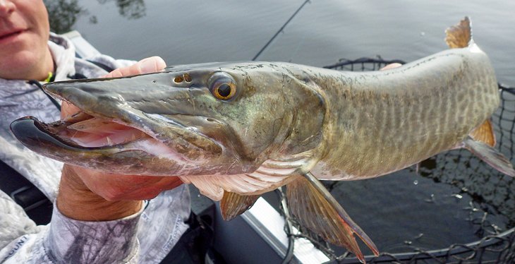 13 lagos de pesca mejor valorados en Wisconsin