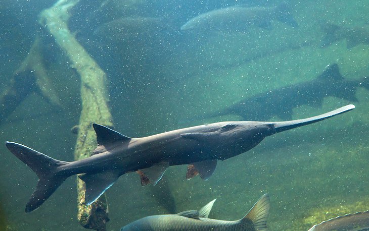 Paddlefish