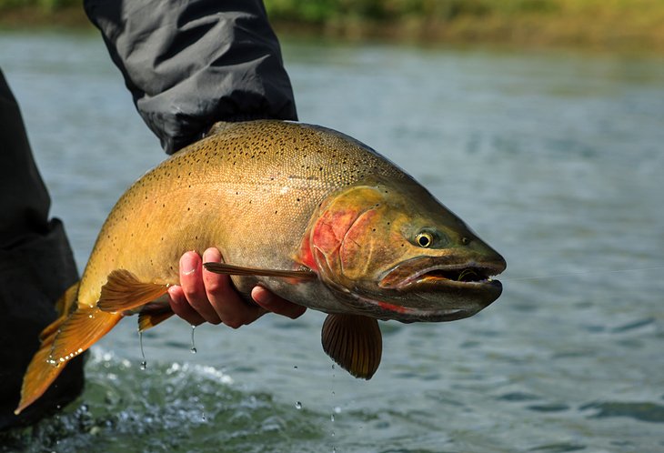 11 destinos de pesca con mosca mejor calificados en Wyoming