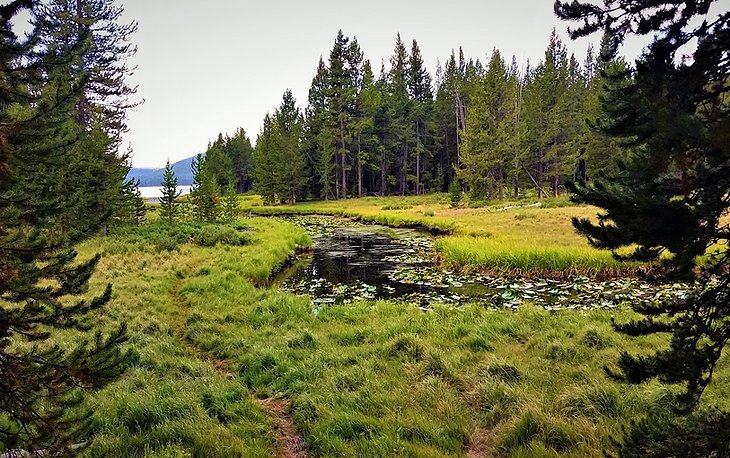 DeLacy Creek Trail