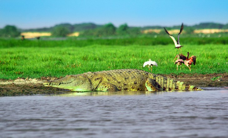 Orinoco Delta