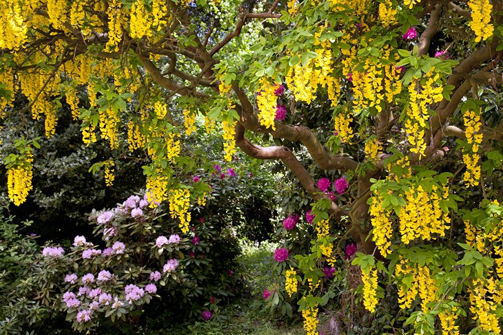 Weeping laburnum at Bodnant Garden