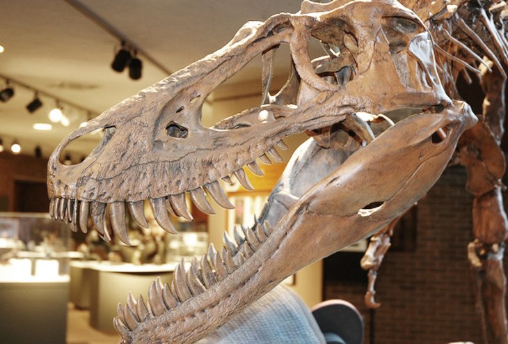 Musée d'histoire naturelle de Cleveland