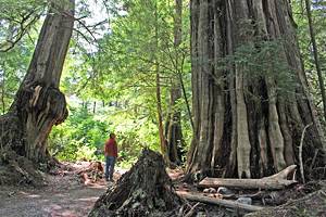 Tofino's Top Hiking Trails