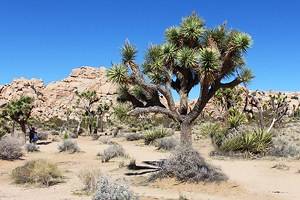 Top Hikes in Joshua Tree National Park