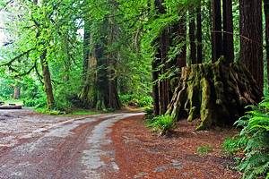 6 Best Campgrounds in Redwood National and State Parks
