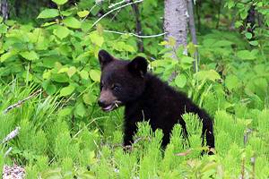 Manitoba's Best Parks