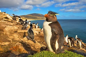 Falkland Islands in Pictures: 11 Beautiful Places to Photograph