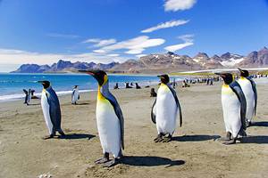 Falkland Islands Travel Guide