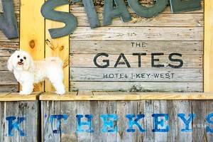 15 Pet-Friendly Hotels in Key West, FL