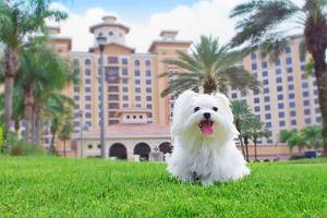 13 Best Pet-Friendly Hotels in Orlando, FL