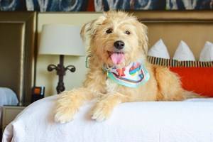 17 Pet-Friendly Hotels in New Orleans, LA