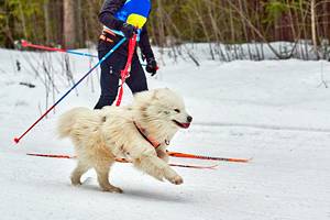 15 Best Things to Do in Maine in Winter