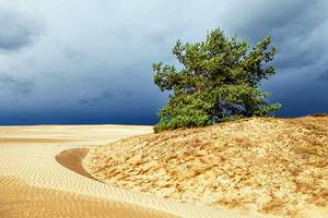 Exploring Hoge Veluwe National Park: A Visitor's Guide