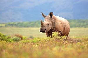 Best Time to Visit South Africa