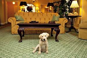 13 Best Pet-Friendly Hotels in Nashville, TN