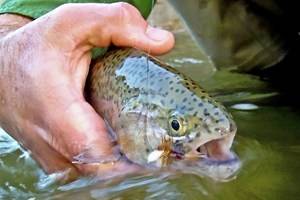 Saltwater vs. Freshwater Trout Fishing in Texas & 9 Hot Spots