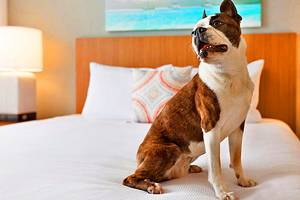 15 Pet-Friendly Hotels in Virginia Beach, VA