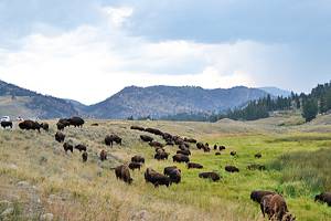 Best Campgrounds in Yellowstone National Park