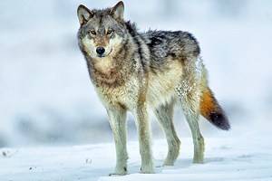 Best Time to Visit Yellowstone National Park