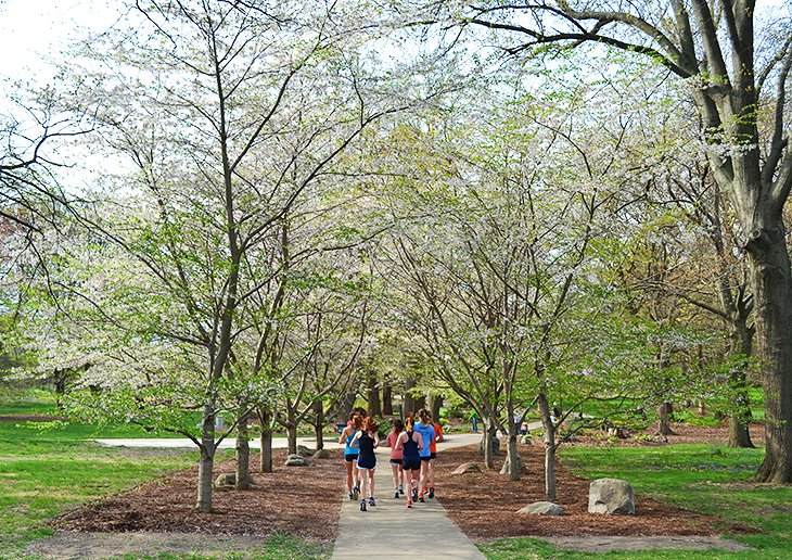 Sen Cherry Tree Allée at the UI Arboretum