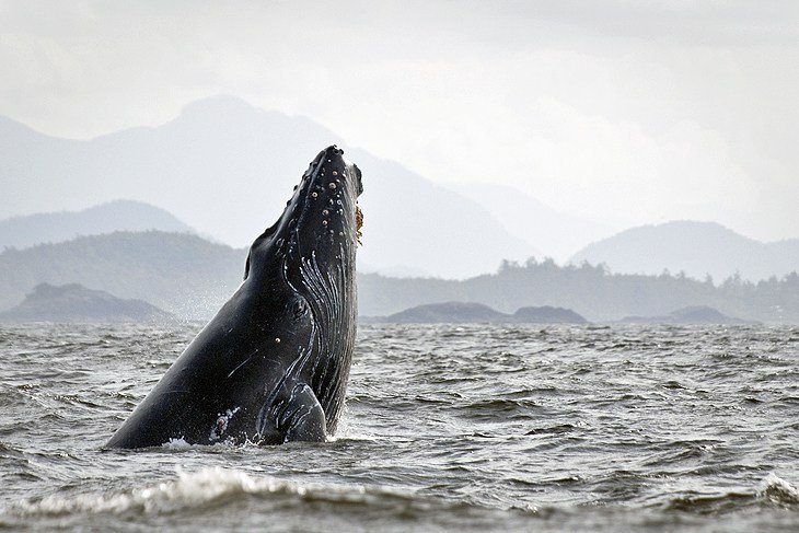 Tofino whale watching